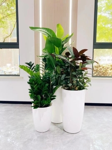 宁波海曙盆景租摆专业